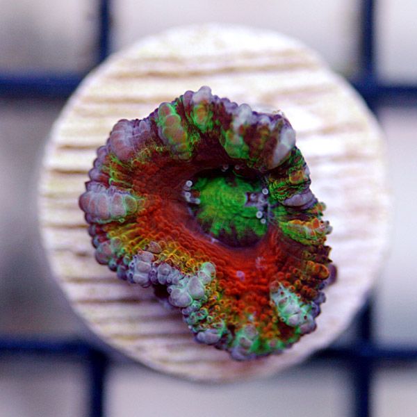 rainbowacan2_30.jpg