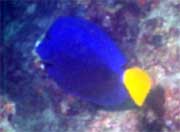 yellowtailtang.jpg