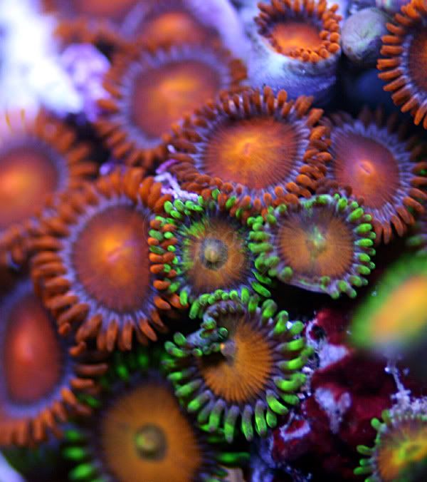 zoa4-3.jpg