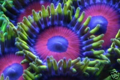 Zoanthid-EagleEyes.jpg