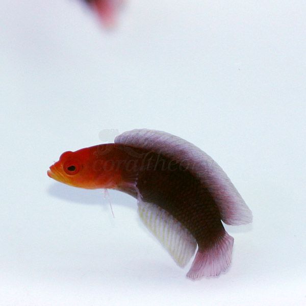 redheadgoby.jpg