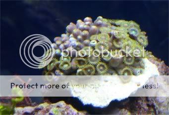 buttonpolyp.jpg