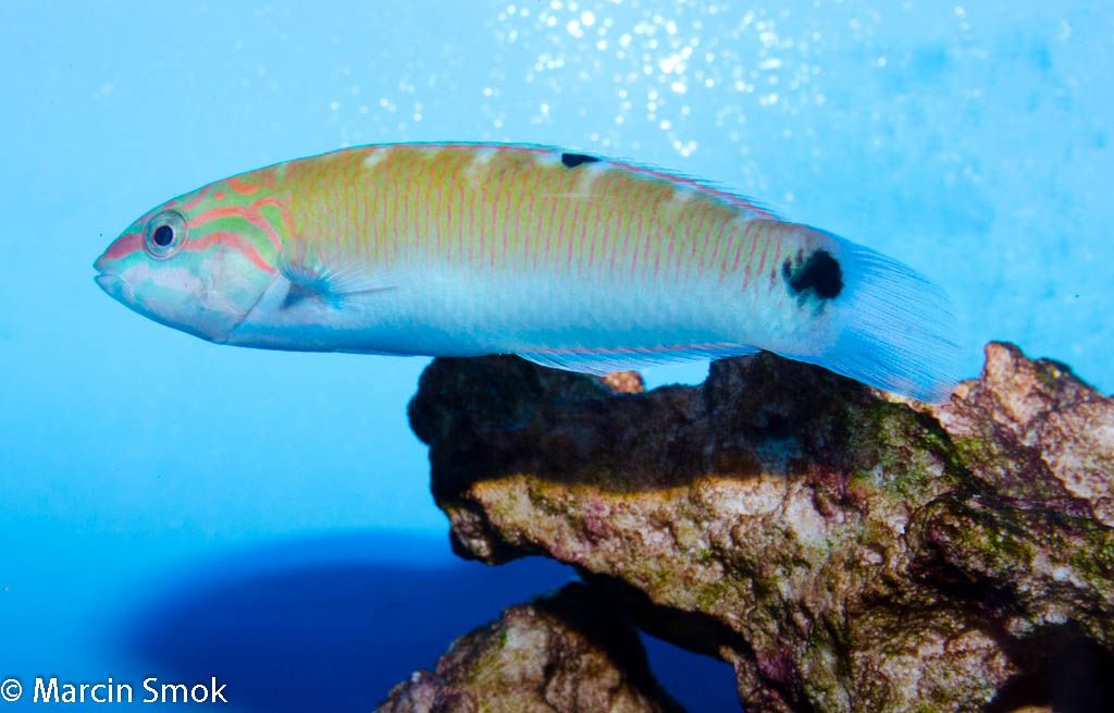 wrasse.jpg