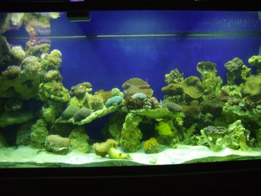 jayfish002.jpg