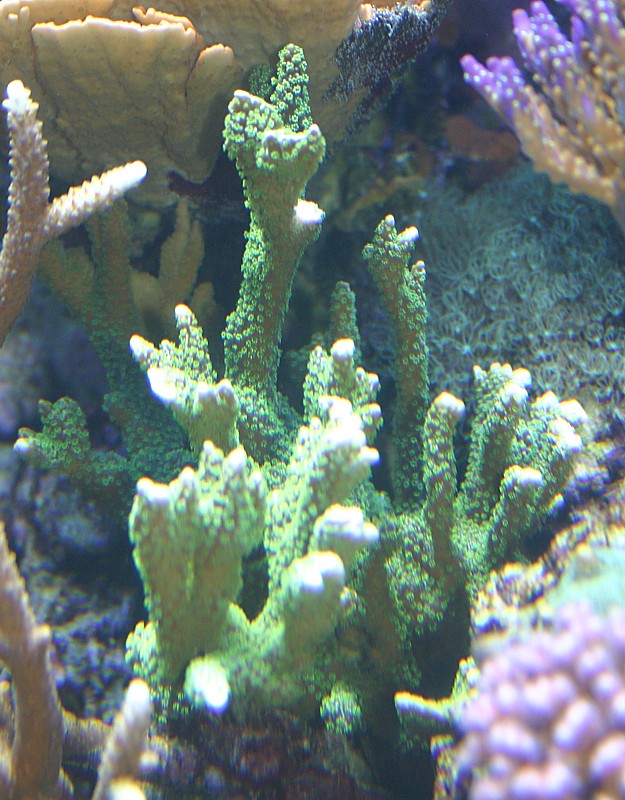 montipora%20stellata%20mother.jpg