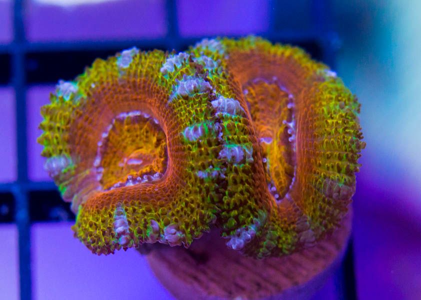 Acan_zps2aa70303.jpg