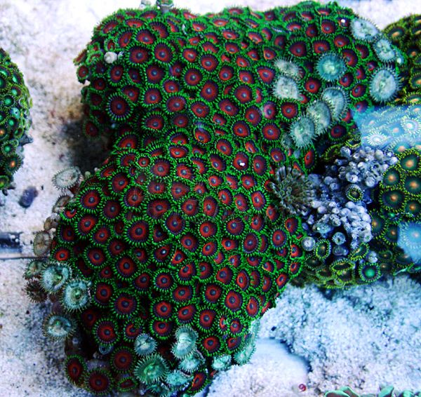 zoa3.jpg