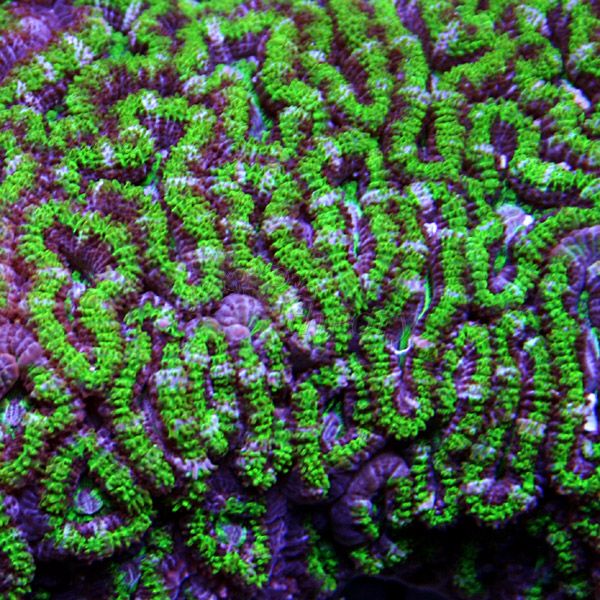 acan8.jpg