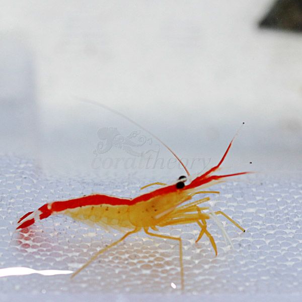 cleanershrimp.jpg