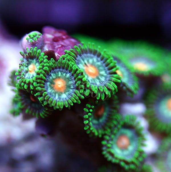 zoa5-3.jpg