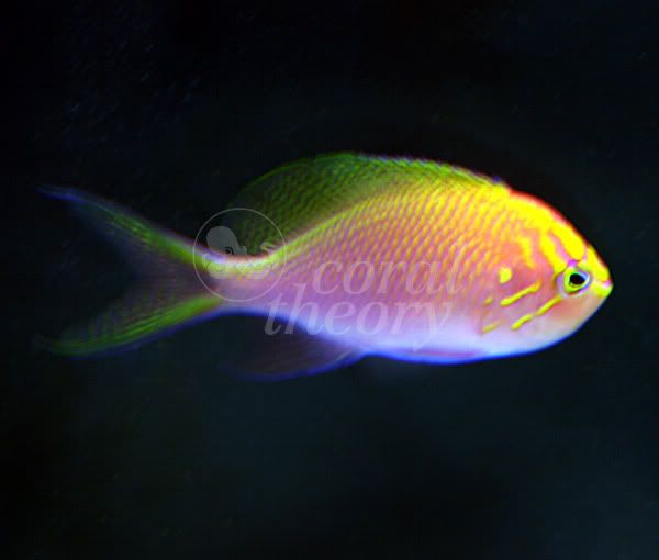 anthias-1.jpg