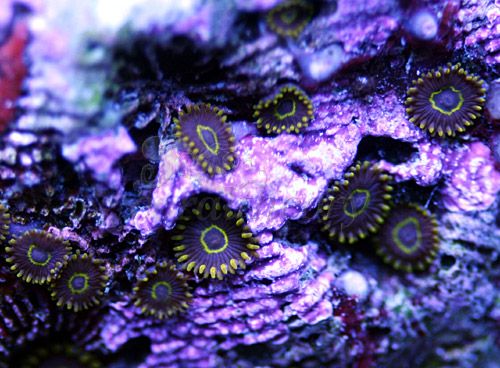 zoa5-1.jpg