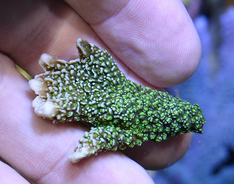 montipora%20stellata%20frag%20for%20auction.jpg