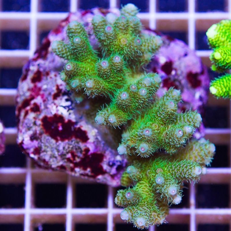 anewcoral0601b.jpg~original