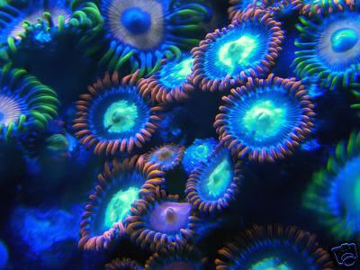 Zoanthid-DemonicRumor.jpg