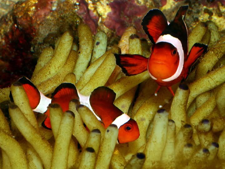 ClownfishinRubberAnemone5.jpg