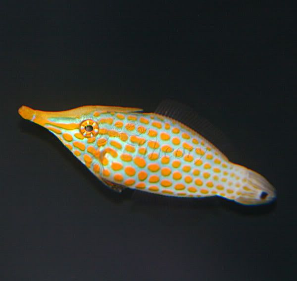 filefish.jpg