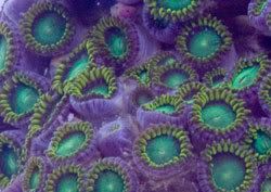 Zoanthids-HurricaneKatrina.jpg