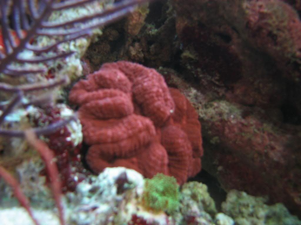 Reef-Gorgonians088.jpg