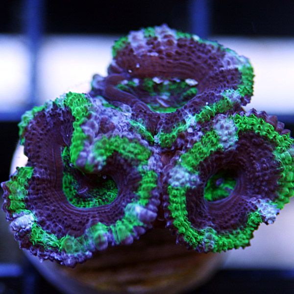 acan_20.jpg