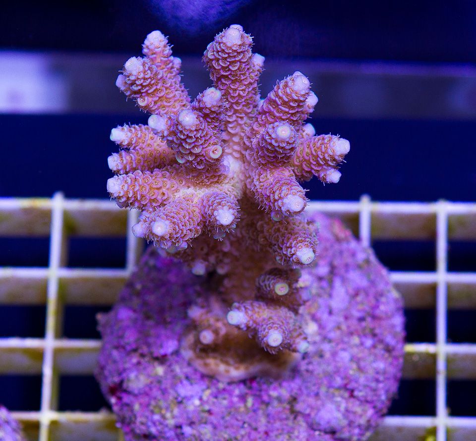a-new-coral_8-1.jpg