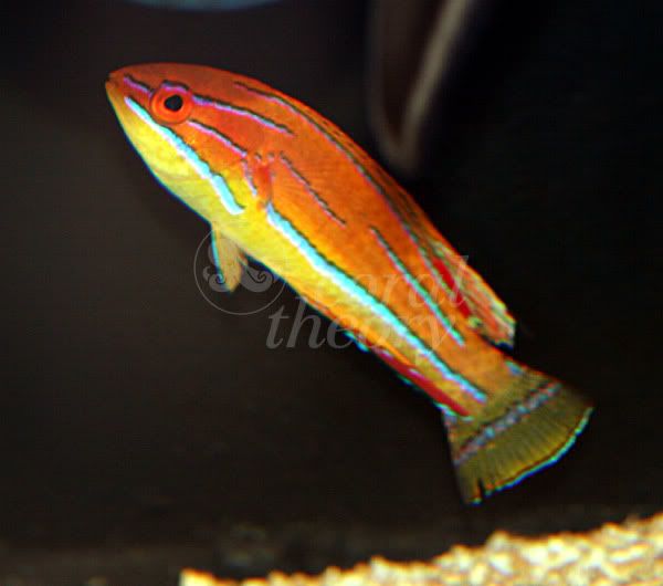 wrasse2-1.jpg