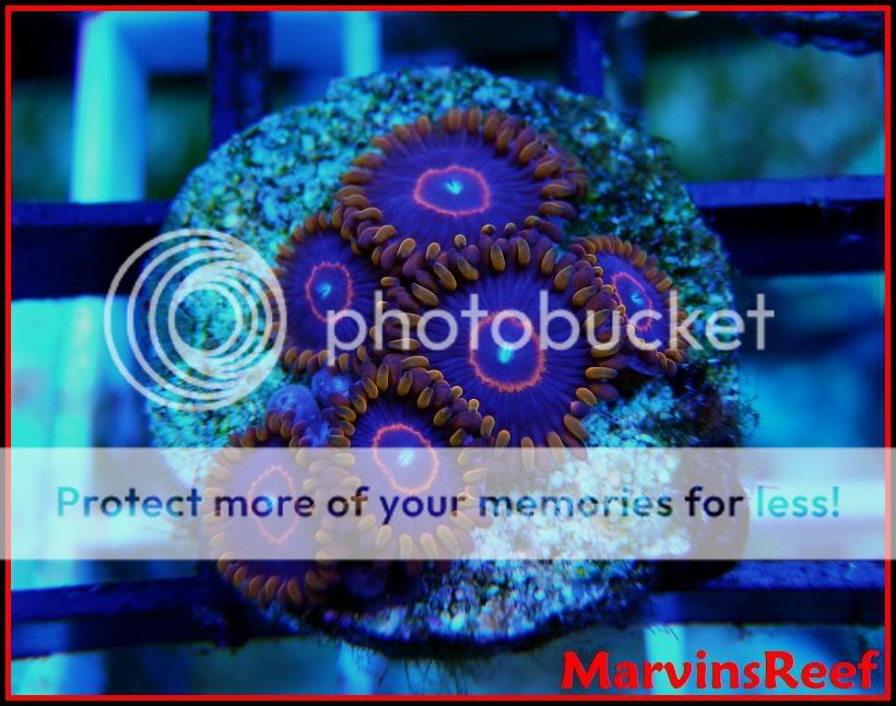 04-08-2010Zoas1A.jpg