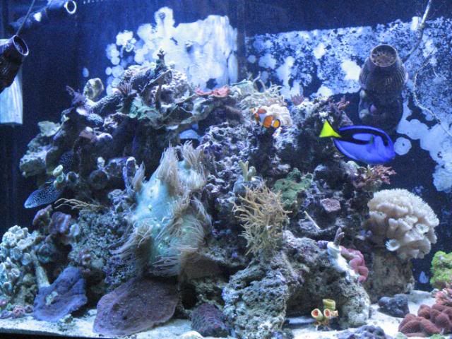 Reef1-10-2012007.jpg