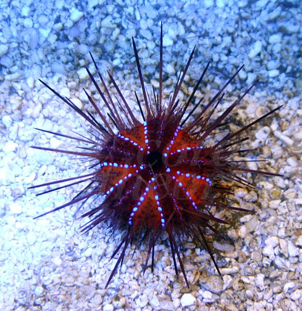 urchin-1_zpsd4aa5df7.jpg