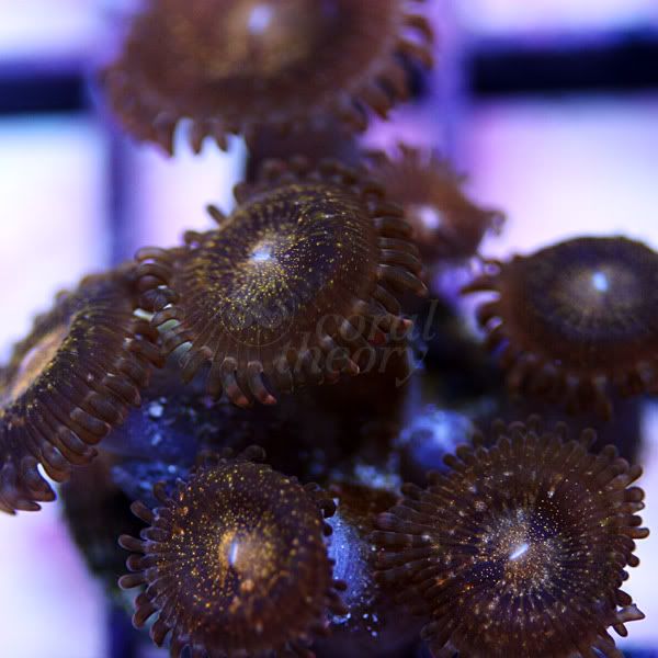 zoa2_25-1.jpg