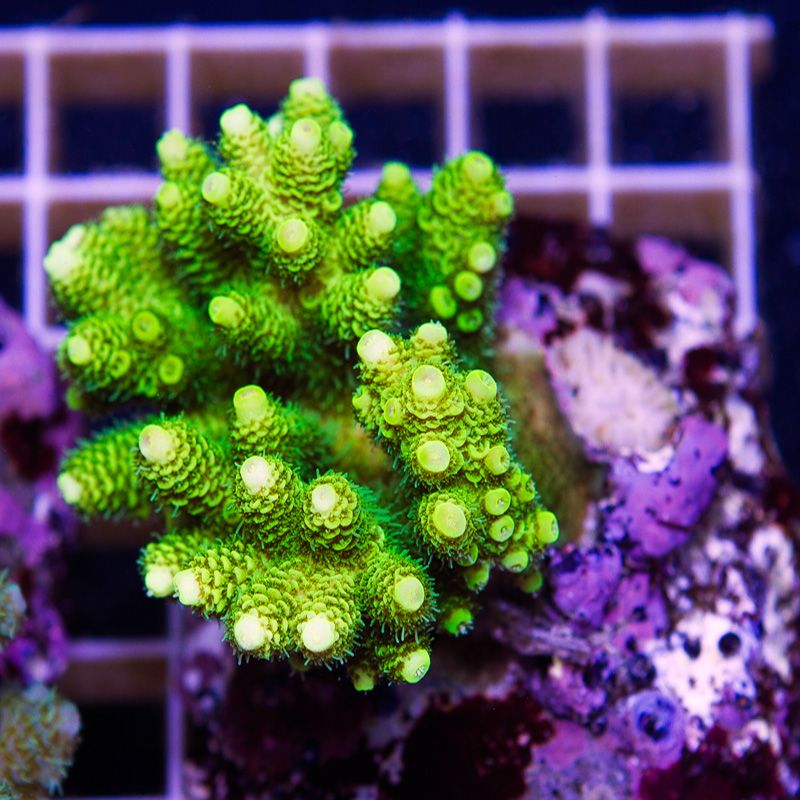 anewcoral0600b.jpg~original
