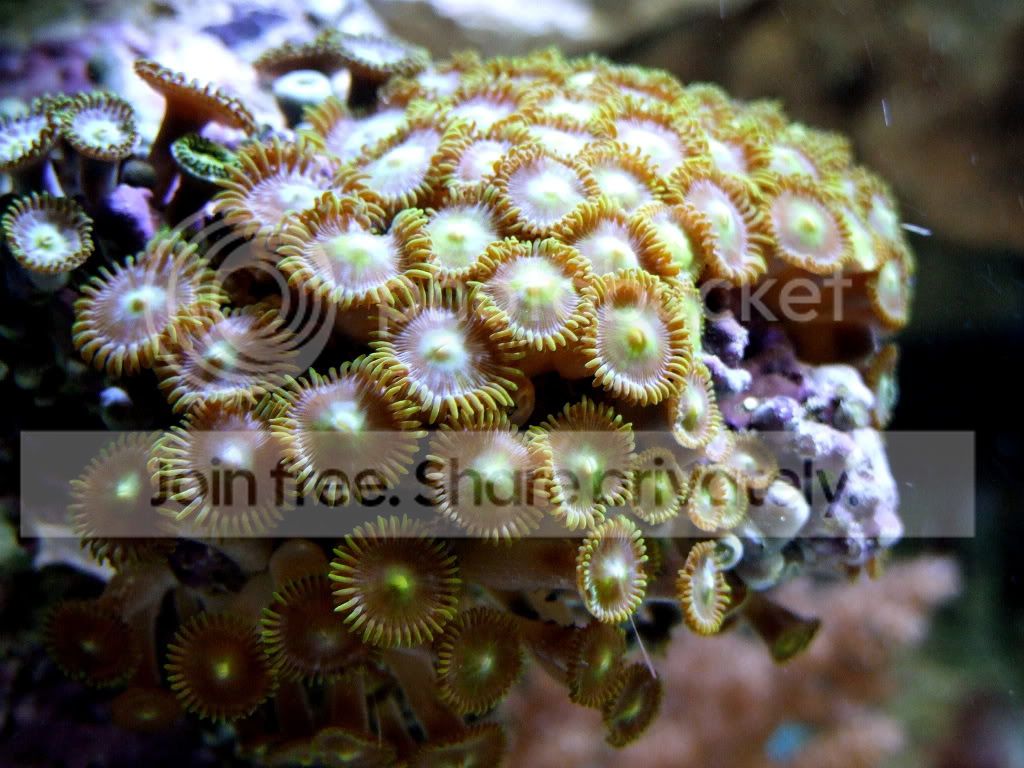 POLYPS-1.jpg