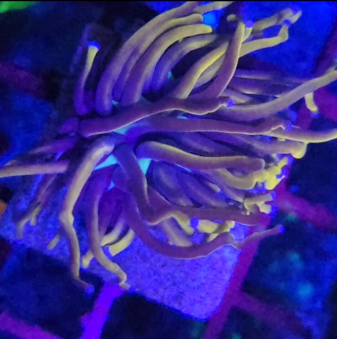 outeastreefs.com