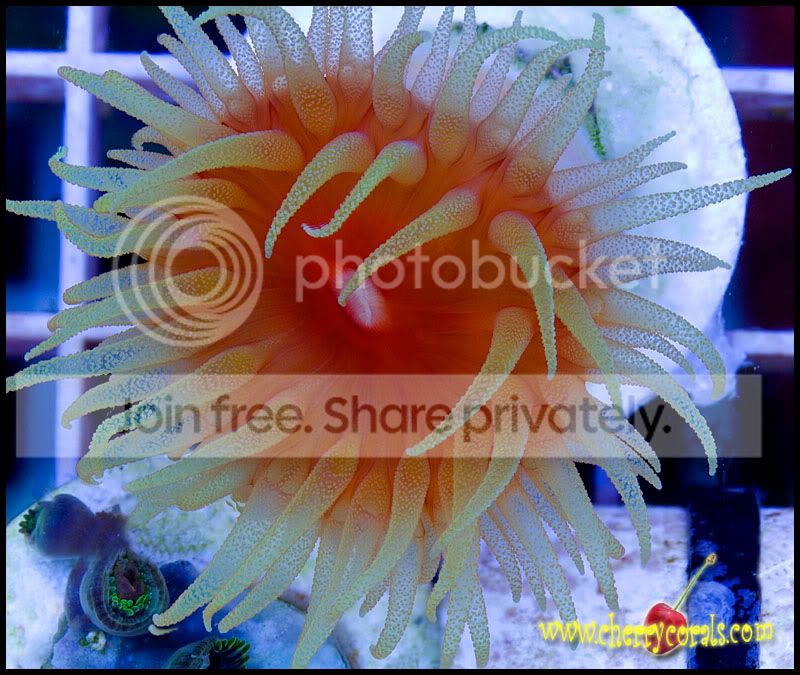 DendroStack01acopy.jpg