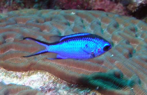 Chromis_cyanea.jpg