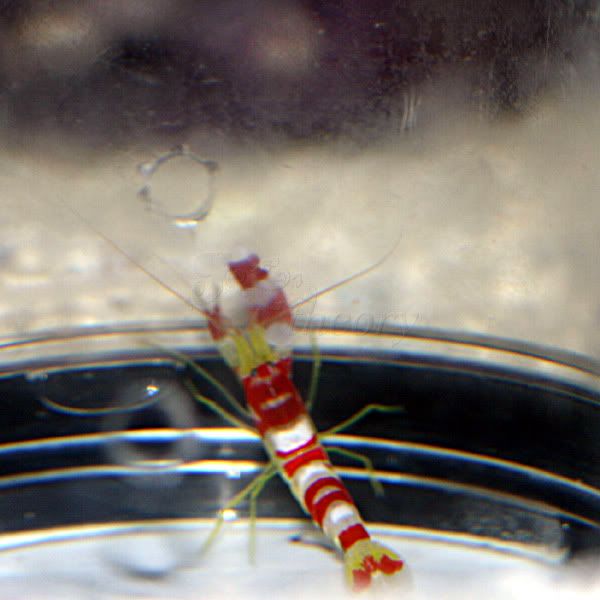 candycanepistolshrimp-1.jpg