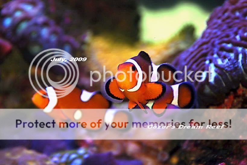 Clownfish-1.jpg