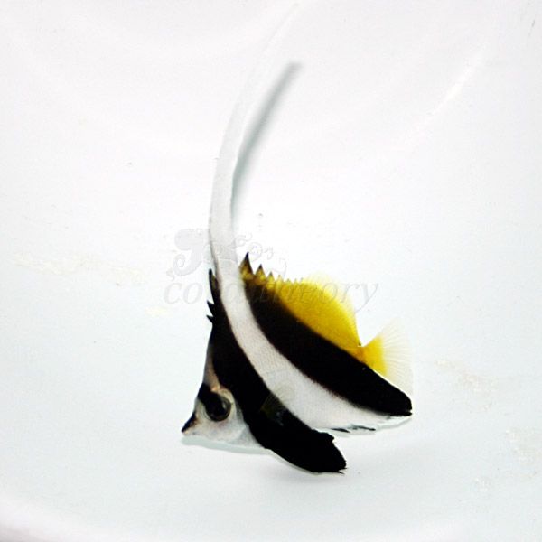 heniochusbutterflyfish.jpg