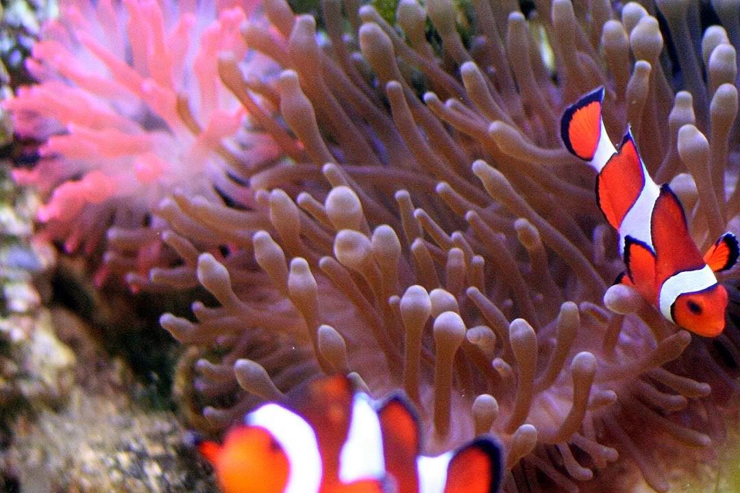 200702ClownfishinfrontofAnemones.jpg