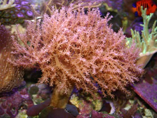 kenya-tree-coral.jpg