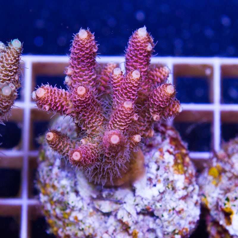 anewcoral0609b.jpg~original