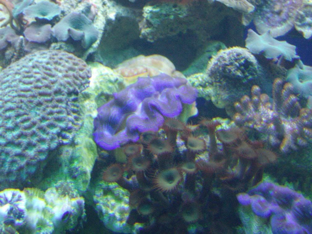 jayfish007-1.jpg