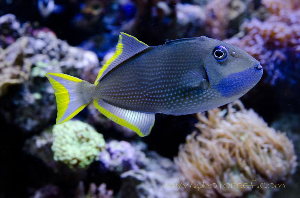 triggerfish-1.jpg