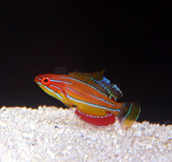 wrasse-1.jpg