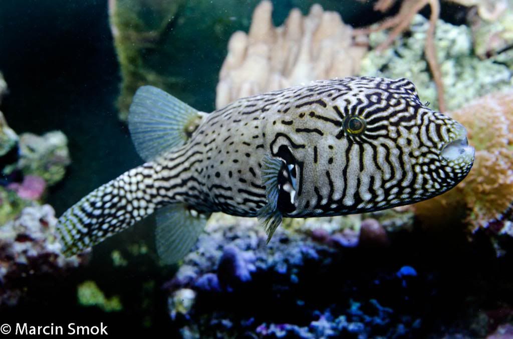 strippedpufferfish_zps89189a68.jpg