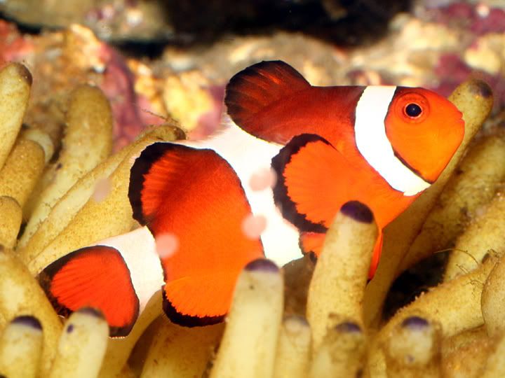 ClownfishinRubberAnemone4.jpg