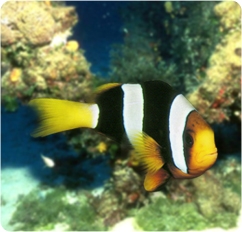 amphiprion_clarkii.jpg