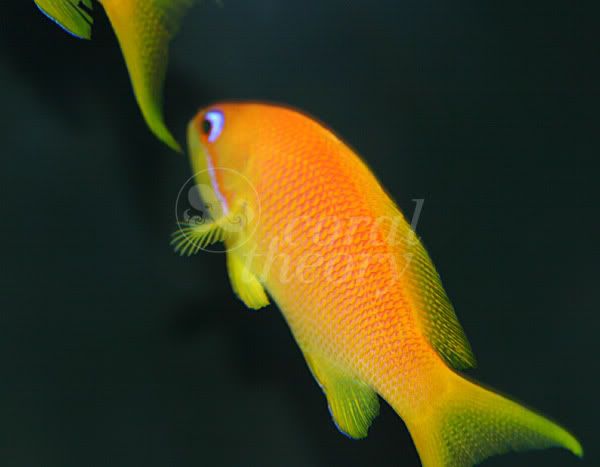 anthias2.jpg