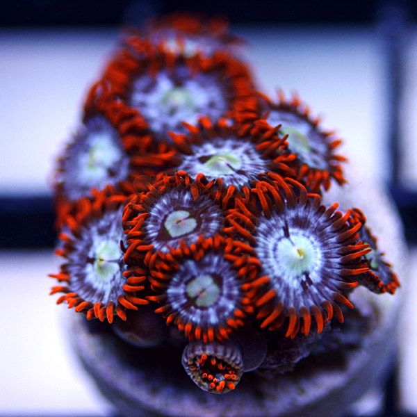 zoa3-3.jpg