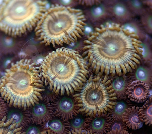 zoa15_zpsae69b877.jpg